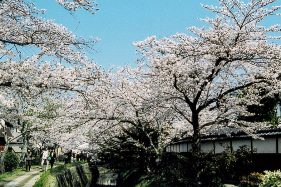 Con Đường Triết Gia Kyoto rực rỡ hoa anh đào mùa xuân