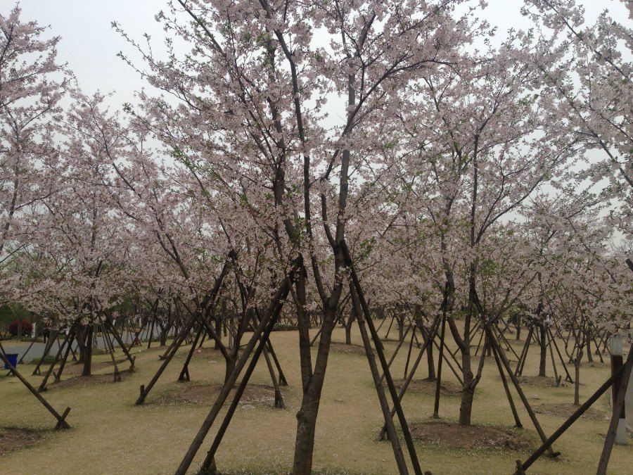 Le hoi hoa anh dao tai cong vien Gucun Thuong Hai