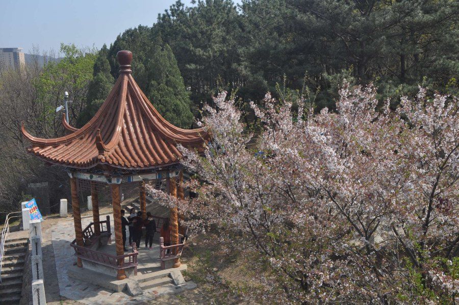 Vong pavilion truyen thong ben canh hoa anh dao no ro trong cong vien Trung Quoc