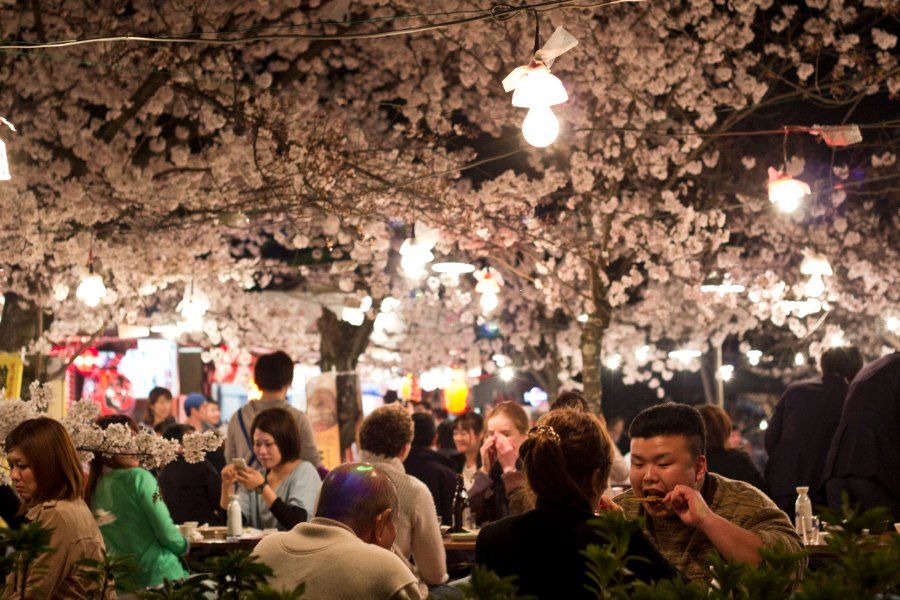 Người dân picnic ngắm hoa anh đào dưới cây shidarezakura tại công viên Maruyama Kyoto
