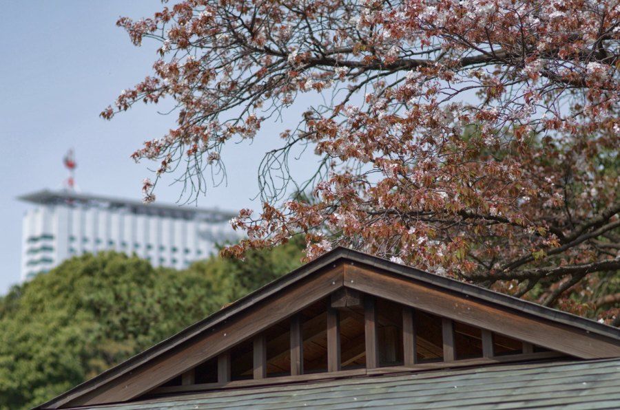 Vườn quốc gia Shinjuku Gyoen Tokyo với nhiều giống hoa anh đào nở rải rác