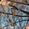 Hàng cây anh đào nở rộ dọc lối đi chính công viên Ueno Tokyo