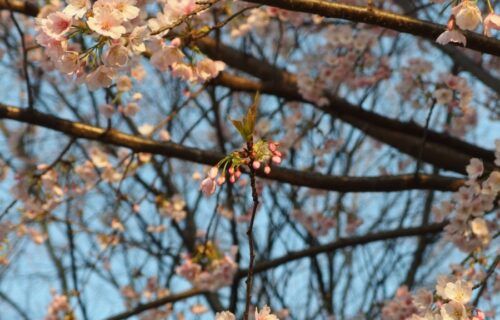 Hàng cây anh đào nở rộ dọc lối đi chính công viên Ueno Tokyo