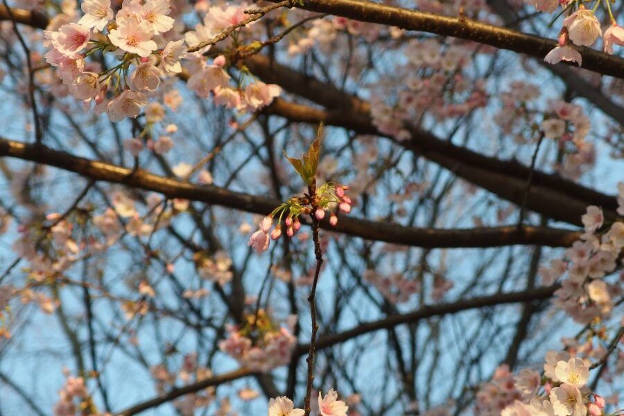 Hàng cây anh đào nở rộ dọc lối đi chính công viên Ueno Tokyo