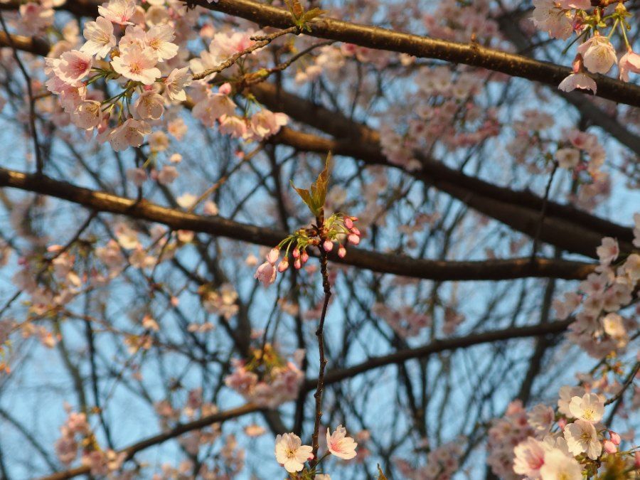 Hàng cây anh đào nở rộ dọc lối đi chính công viên Ueno Tokyo