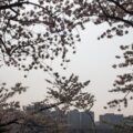 Hang cay anh dao no ro doc con duong trong cong vien Yeouido Seoul