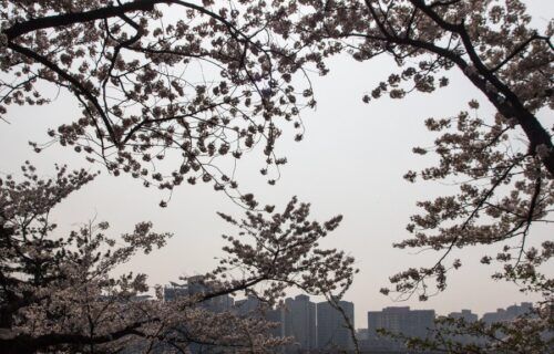 Hang cay anh dao no ro doc con duong trong cong vien Yeouido Seoul