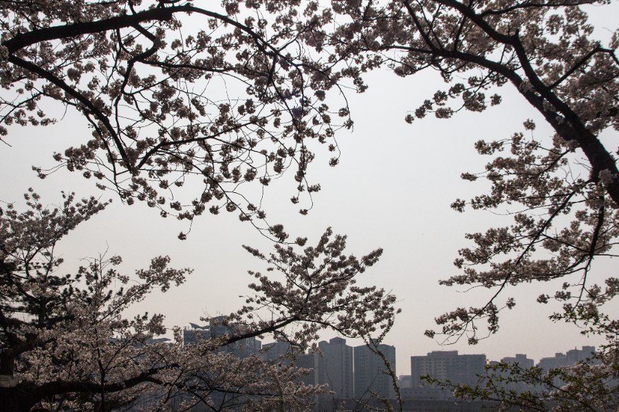 Hang cay anh dao no ro doc con duong trong cong vien Yeouido Seoul