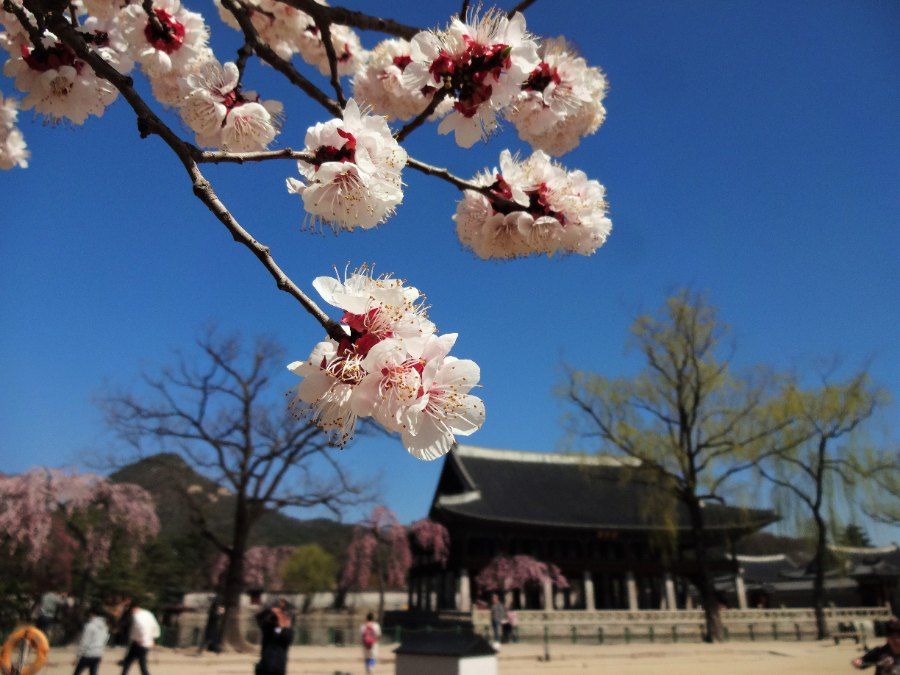 Hoa anh dao no ro truoc cong cung dien Gyeongbokgung Seoul