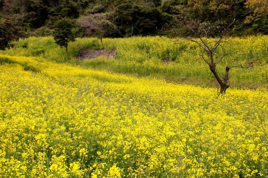 Cánh đồng hoa cải vàng nở rộ trên đảo Jeju vào mùa xuân, Hàn Quốc