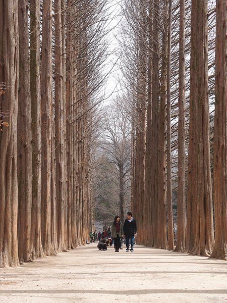 Con đường hàng cây metasequoia nổi tiếng trên đảo Nami, bối cảnh phim Bản Tình Ca Mùa Đông