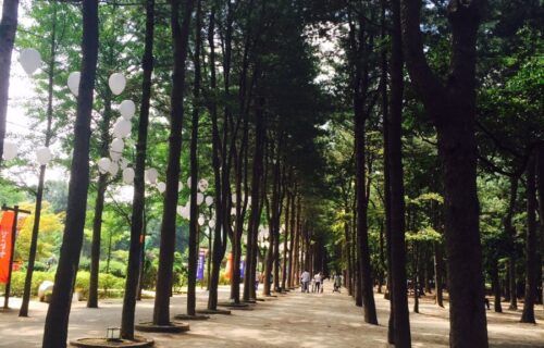 Con đường hàng cây thẳng tắp trên đảo Nami, điểm đến nổi tiếng gần Seoul, Hàn Quốc
