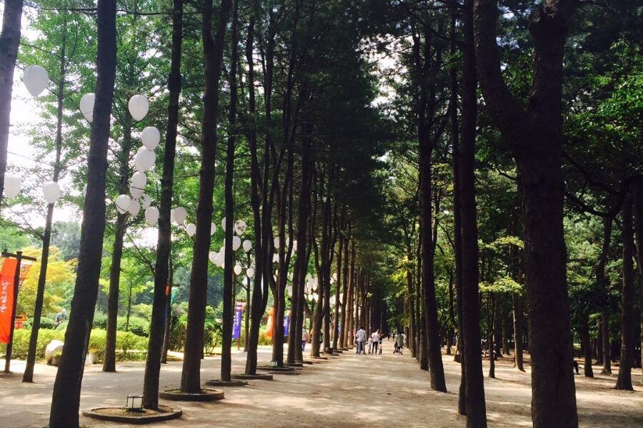 Con đường hàng cây thẳng tắp trên đảo Nami, điểm đến nổi tiếng gần Seoul, Hàn Quốc