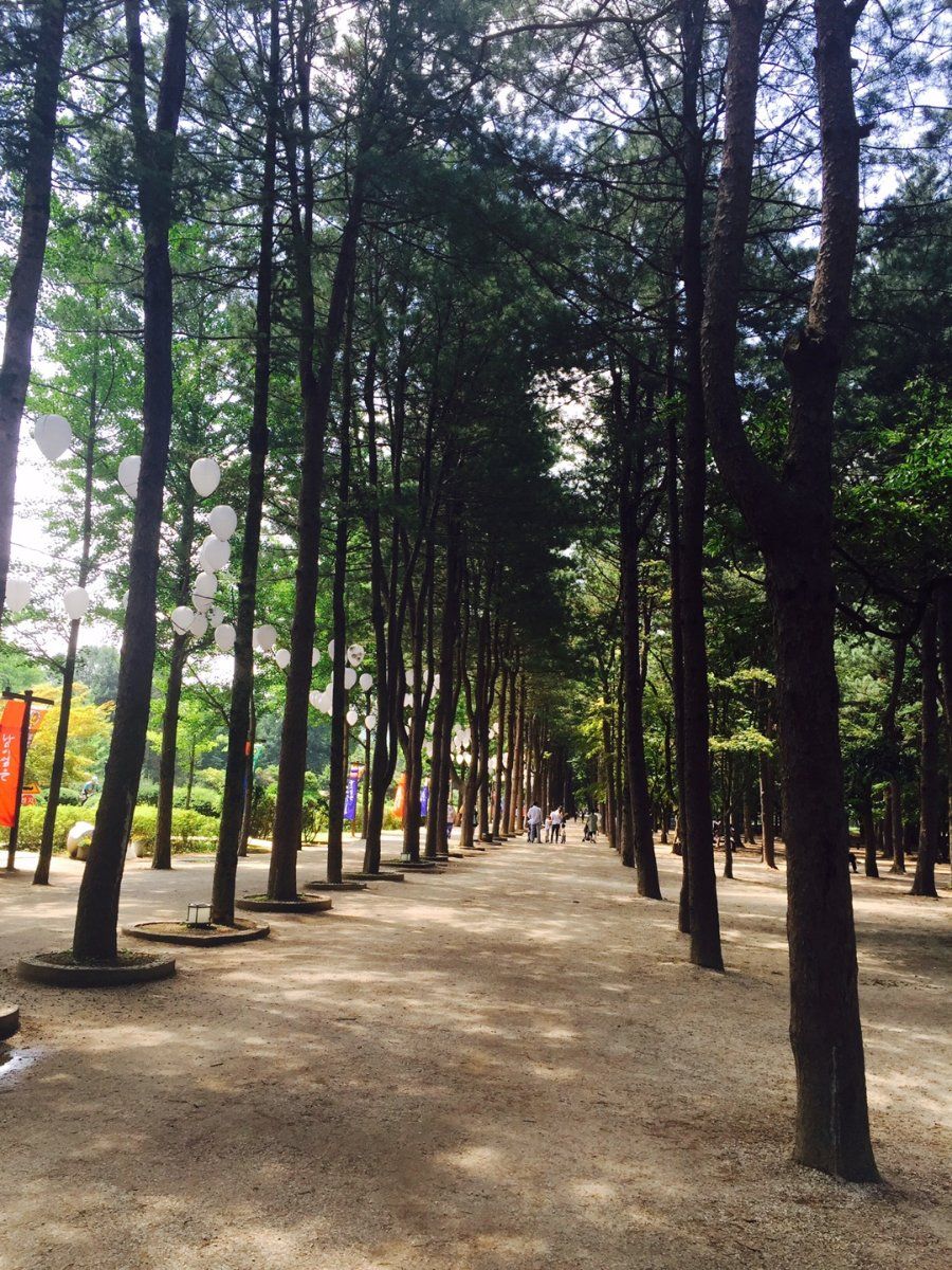 Con đường hàng cây thẳng tắp trên đảo Nami, điểm đến nổi tiếng gần Seoul, Hàn Quốc