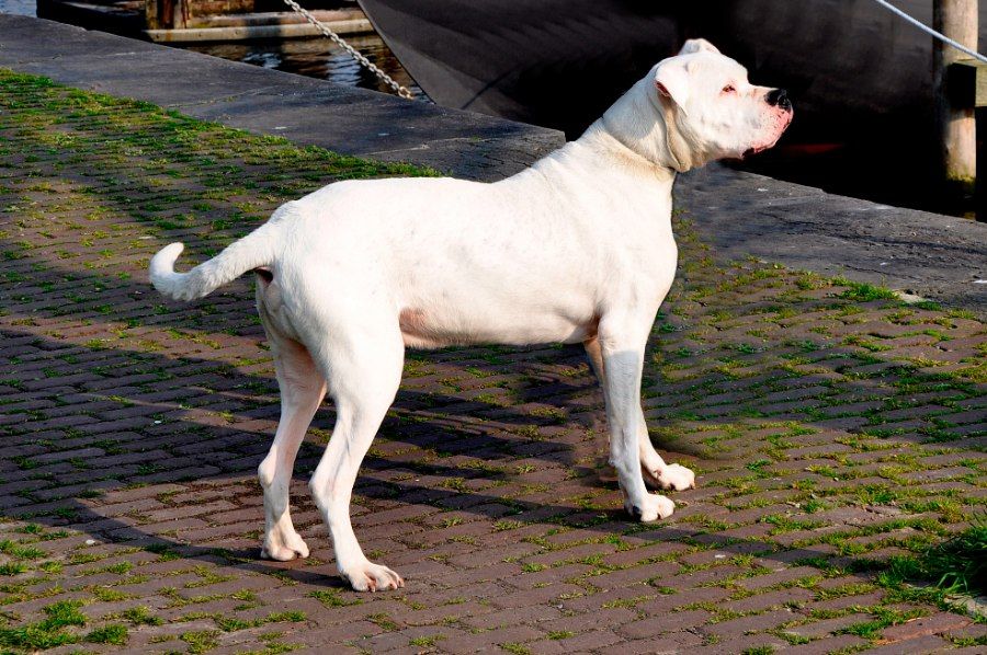 Chân dung chó Dogo Argentino với gương mặt mạnh mẽ