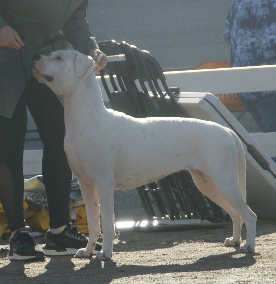 Chó Dogo Argentino hoạt động ngoài trời thể hiện sự nhanh nhẹn