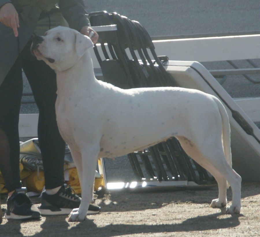 Chó Dogo Argentino trong tư thế săn mồi cảnh giác