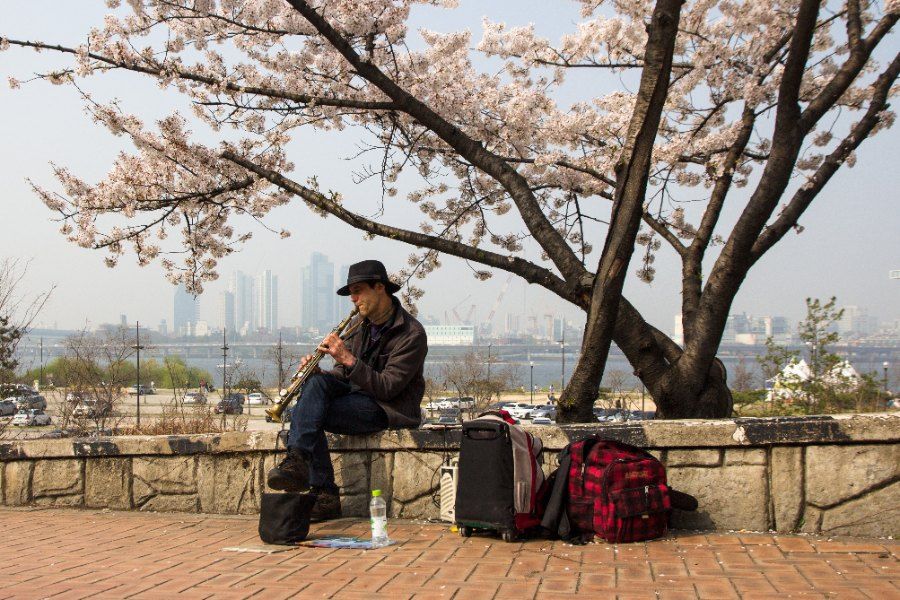 Nghe si duong pho bieu dien duoi tan cay hoa anh dao no ro tai Seoul