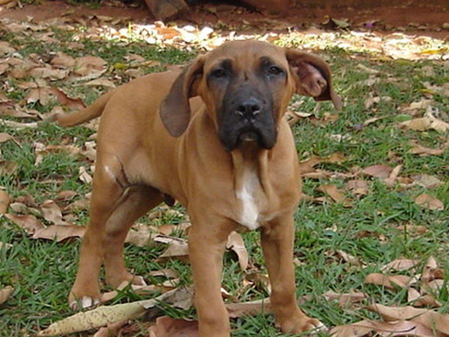 Chó con Fila Brasileiro 4 tháng tuổi