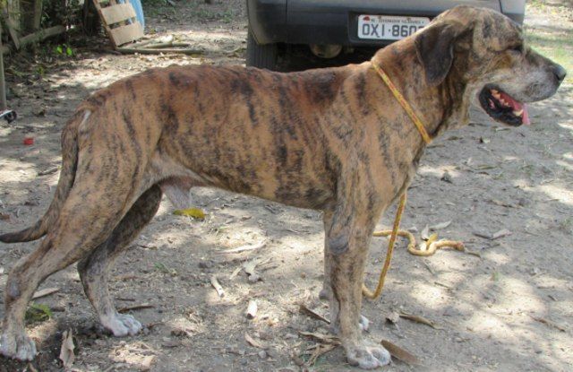 Chó Fila Brasileiro với bộ lông màu vằn hổ nhìn nghiêng