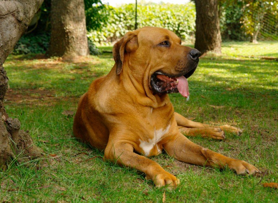 Chó Fila Brasileiro trong tư thế cảnh giác bảo vệ lãnh thổ