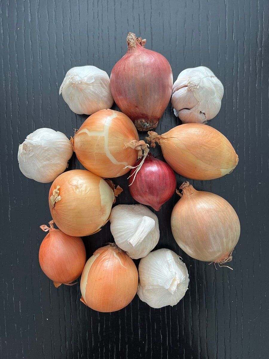 Hành tây và tỏi tươi - nhóm Allium gây tổn thương hồng cầu và thiếu máu ở chó