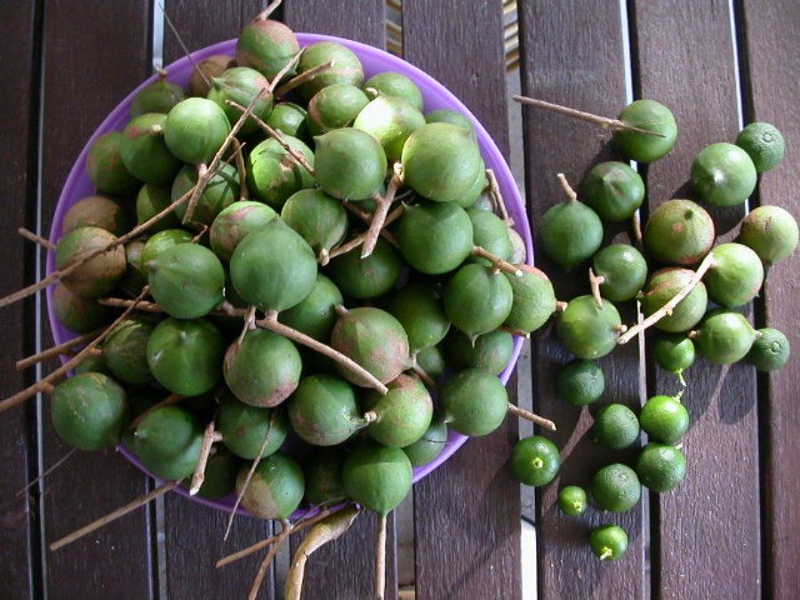 Hạt macadamia đã bóc vỏ - chỉ vài hạt có thể khiến chó yếu chân sau, run rẩy