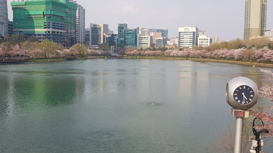 Ho Seokchon Seoul duoc bao quanh boi hang cay anh dao no ro