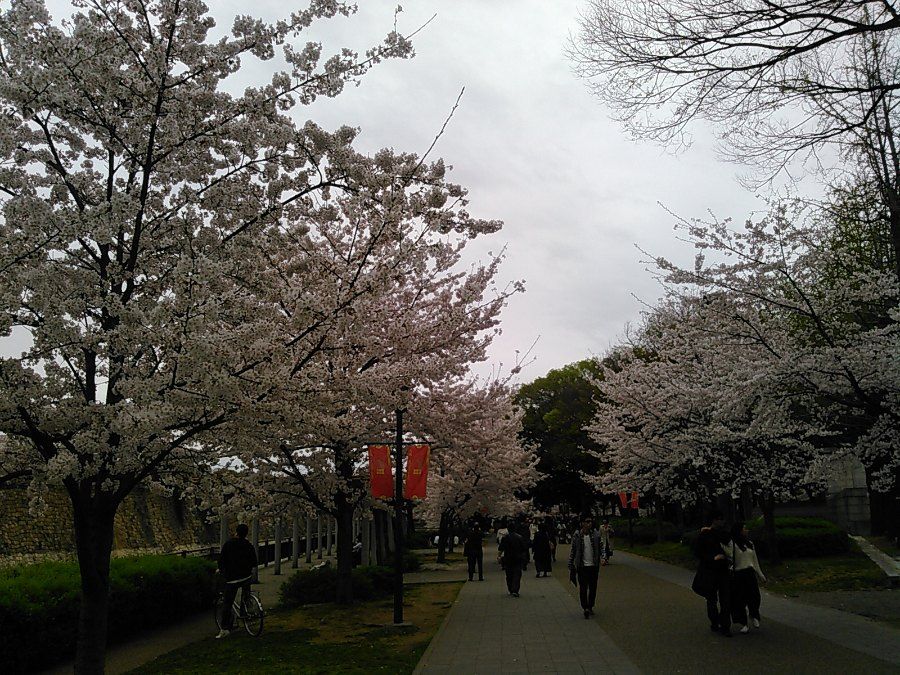 Lau dai Osaka noi bat giua rung hoa anh dao no ro vao mua xuan
