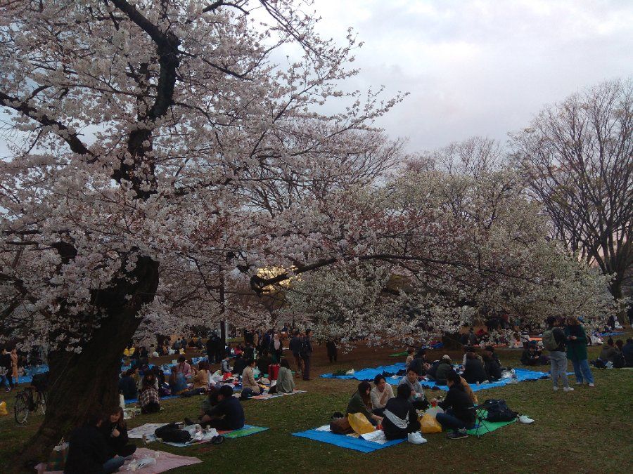 Người dân Tokyo ngắm hoa anh đào (Hanami) tại công viên Yoyogi