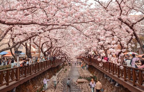Lễ hội Hoa Anh đào