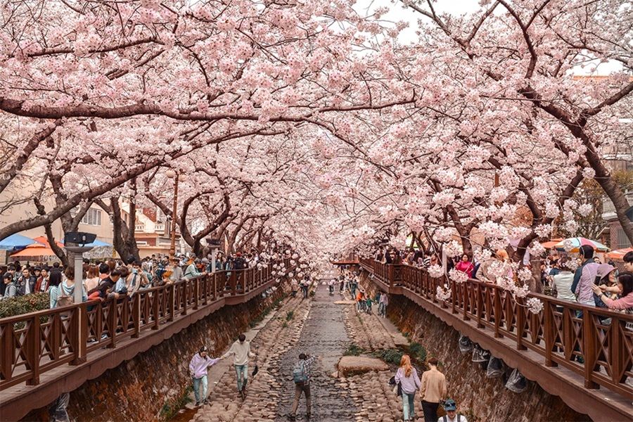 Lễ hội Hoa Anh đào