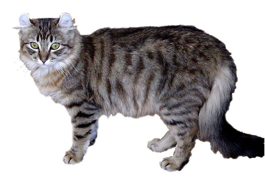 Mèo American Curl lông dài, giống mèo có thể mang bất kỳ màu sắc và họa tiết lông nào