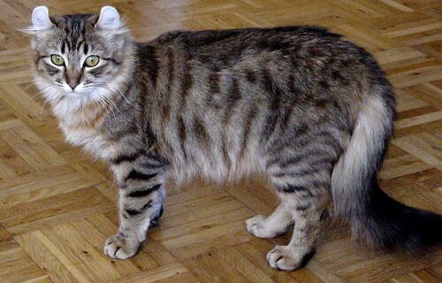 Mèo American Curl trưởng thành với đôi tai cong xoắn ngược ra sau đặc trưng của giống