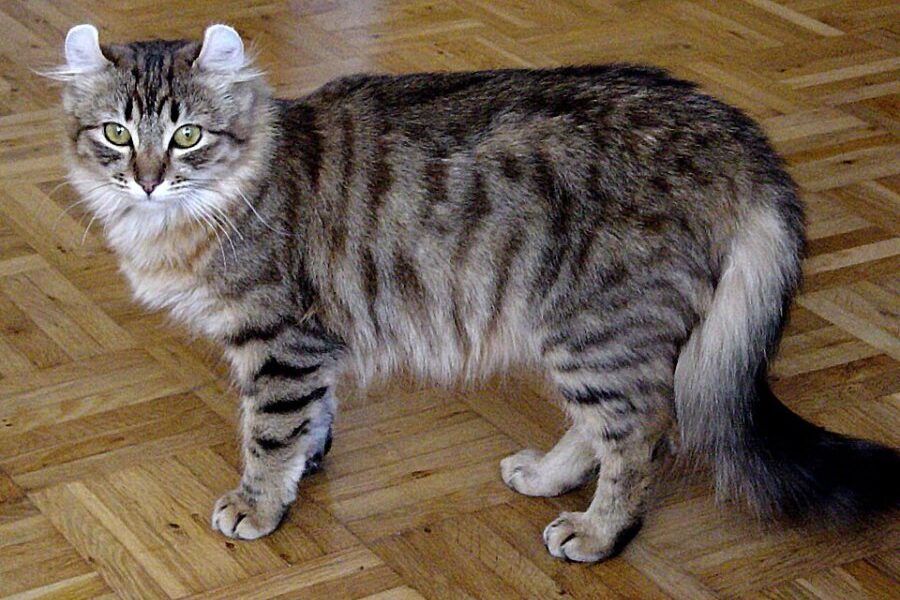 Mèo American Curl trưởng thành với đôi tai cong xoắn ngược ra sau đặc trưng của giống