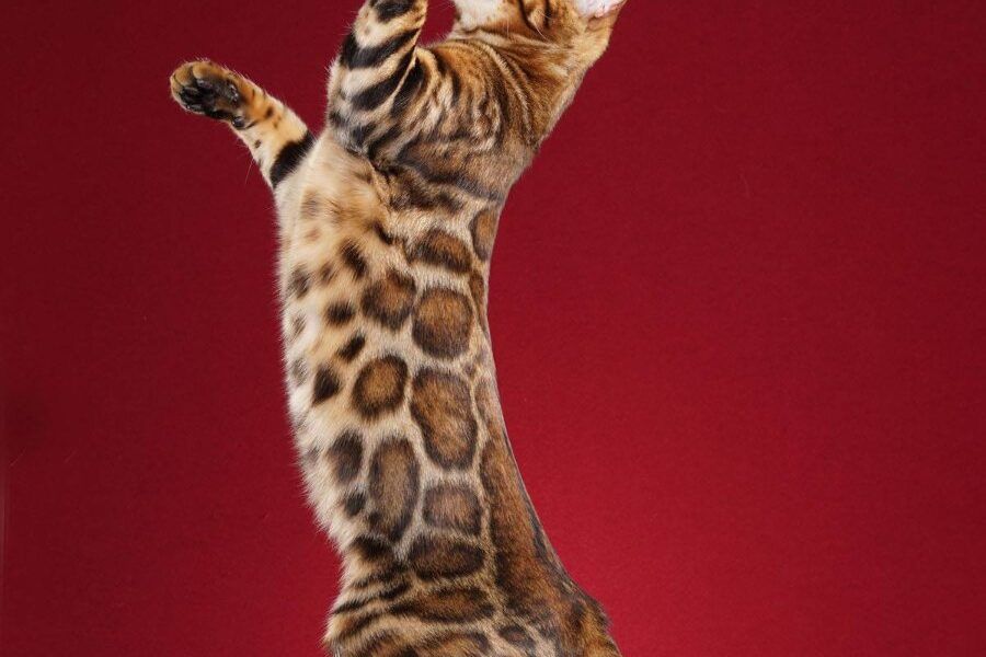 Mèo Bengal đứng với bộ lông vằn đốm như báo hoa mai