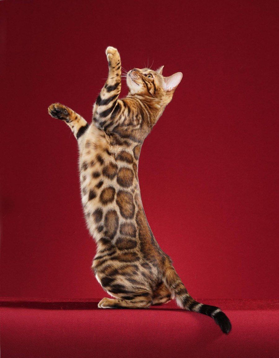 Mèo Bengal đứng với bộ lông vằn đốm như báo hoa mai