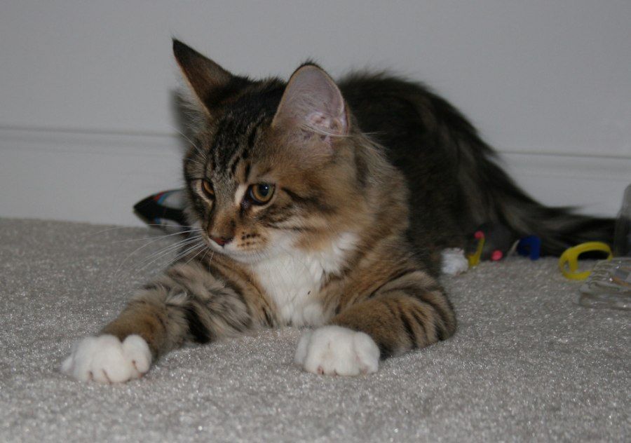 Mèo con Maine Coon đang chơi đùa nằm phủ phục trên thảm