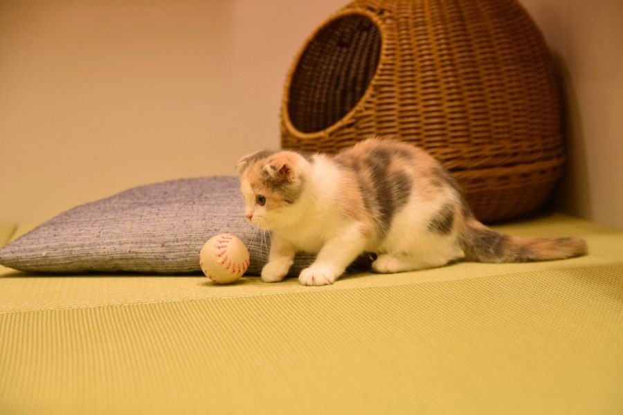 Mèo con Tai Cụp Scottish Fold đang chơi đùa với quả bóng