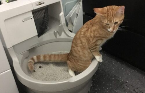 Mèo đang sử dụng khay vệ sinh tự động