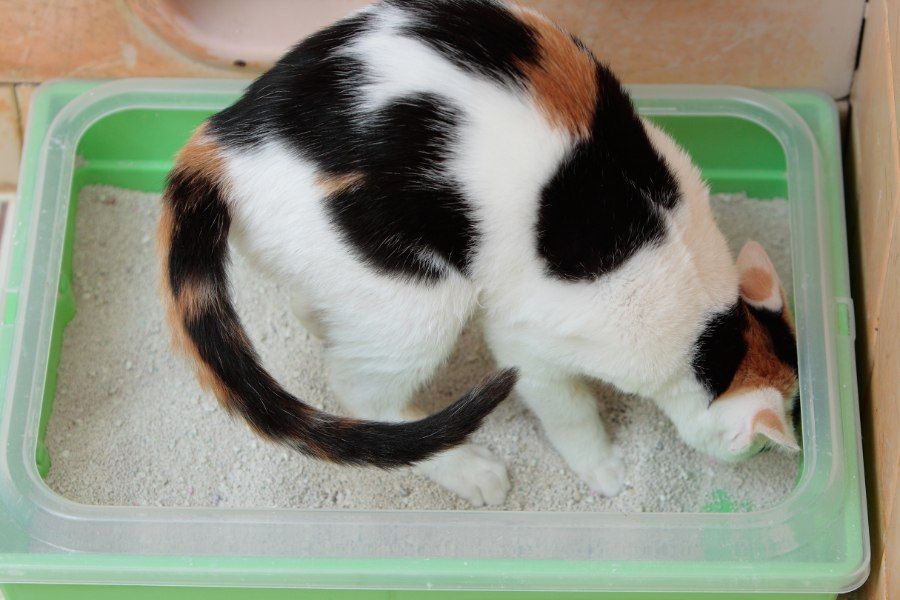 Mèo con ngồi trong khay vệ sinh