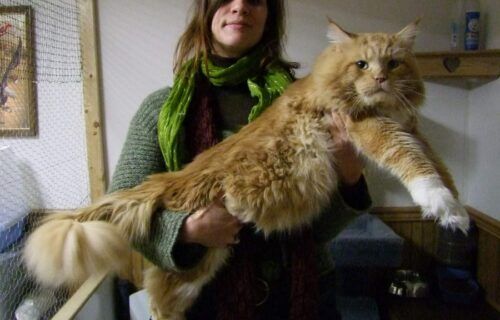 Mèo Maine Coon kích thước khổng lồ được bế trên tay, thân dài và đuôi bông xù
