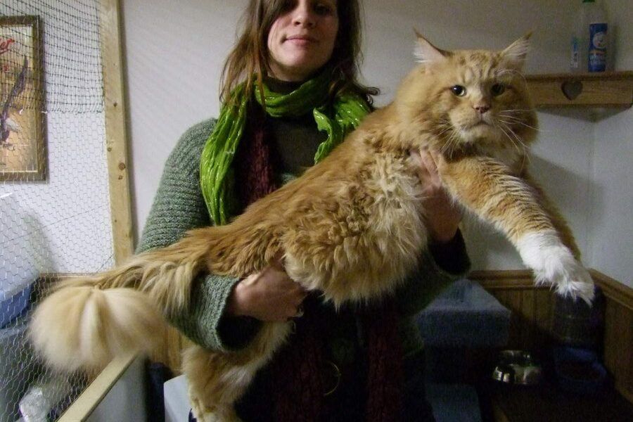 Mèo Maine Coon kích thước khổng lồ được bế trên tay, thân dài và đuôi bông xù