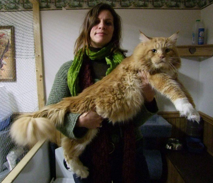 Mèo Maine Coon kích thước khổng lồ được bế trên tay, thân dài và đuôi bông xù