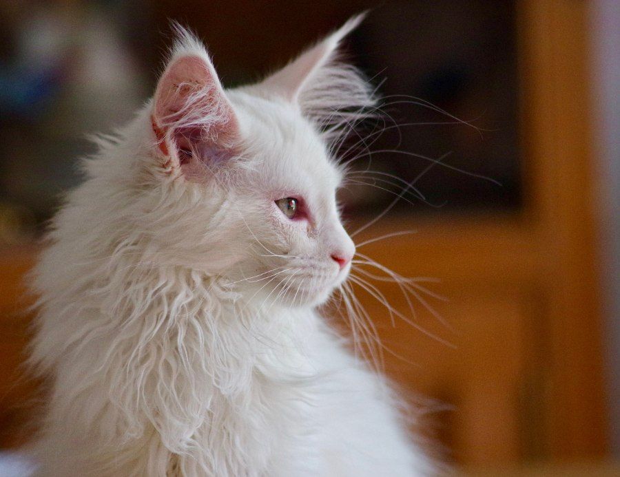 Mèo Maine Coon lông trắng với bờm lông dày quanh cổ nhìn nghiêng