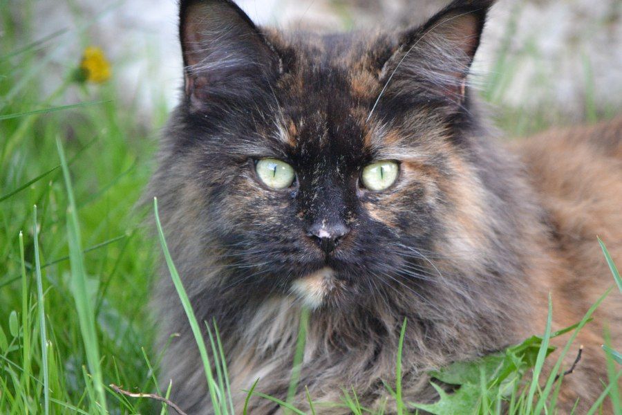 Cận cảnh khuôn mặt mèo Maine Coon với đôi tai có chùm lông tựa mèo rừng lynx