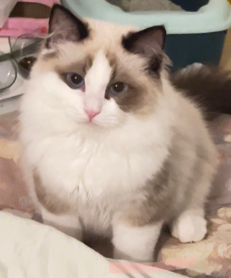 Mèo Ragdoll màu nâu trắng ngồi tạo dáng chân dung với biểu cảm hiền lành