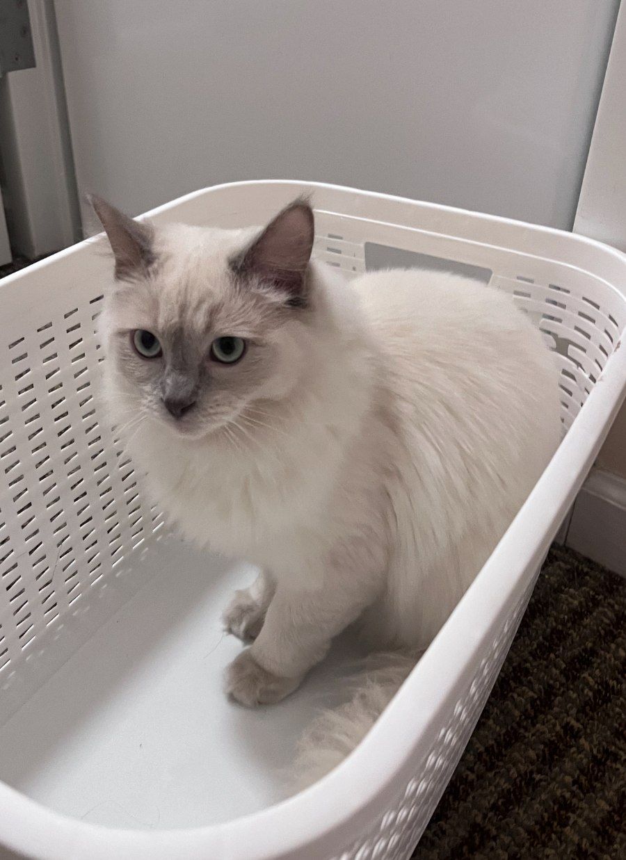 Mèo Ragdoll con màu lynx point với các vệt vằn mờ trên nền lông sáng