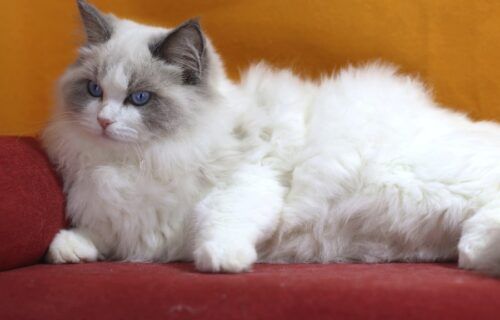 Mèo Ragdoll lông trắng xanh nằm thư giãn hoàn toàn thoải mái trên ghế sofa
