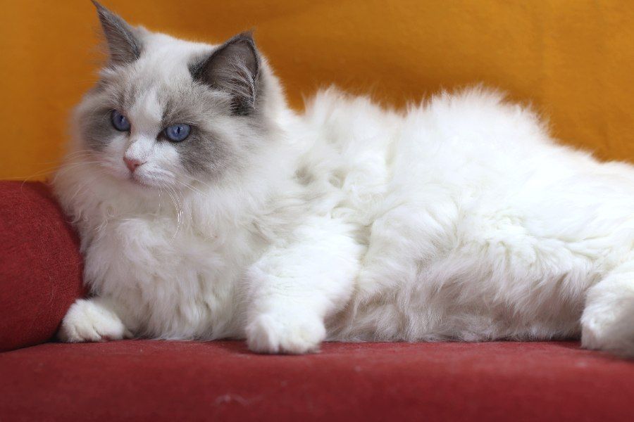Mèo Ragdoll lông trắng xanh nằm thư giãn hoàn toàn thoải mái trên ghế sofa